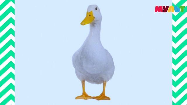 Skip To My Lou - The Green Orbs