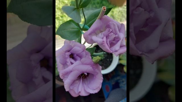 Дарите женщинам цветы!