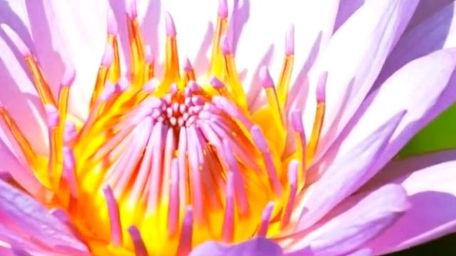 КОМЕДИЯ РОК Запретный Плод!(( смотреть онлайн