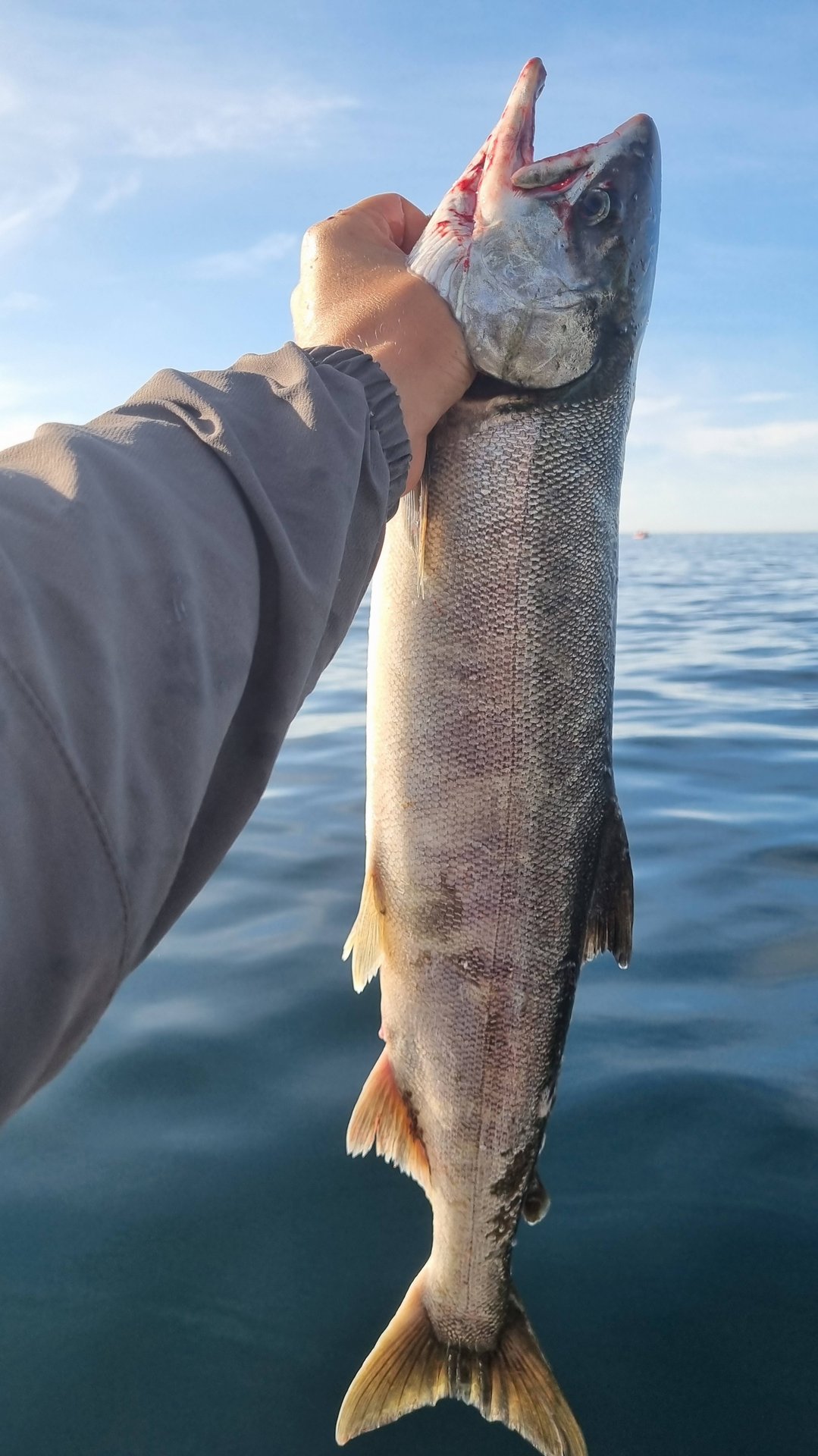 Кета 2025! Рыбалка в море. #fishing #рыбалка #кета #море смотреть онлайн