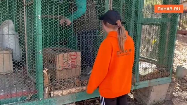 Спасенную с хабаровских прудов травмированную утку передали в «Утёс» смотреть онлайн