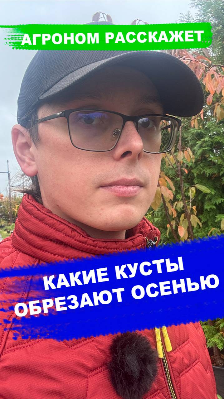 Какие кустарники можно обрезать осенью смотреть онлайн