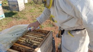 Последняя обработка от клеща