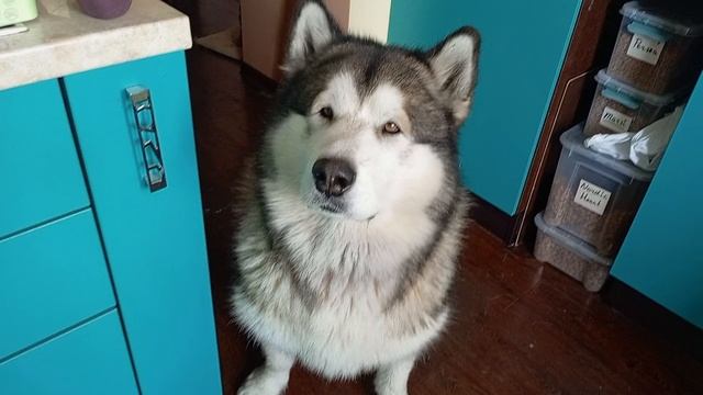 Только не плачь, Нордик 😂🐻🫣🐾🐺❤️ #маламут аляскинский #собака 13.09.2025  VID_20250913_154508