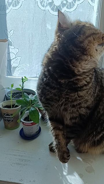 Барсик среди рассады георгин смотреть онлайн