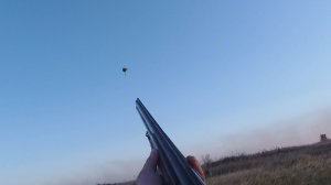 Охота на Фазана и Вяхиря.Выстрелы 2025