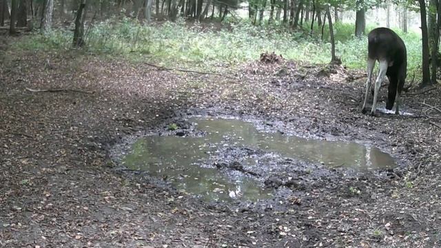 Лось фото ловушка смотреть онлайн