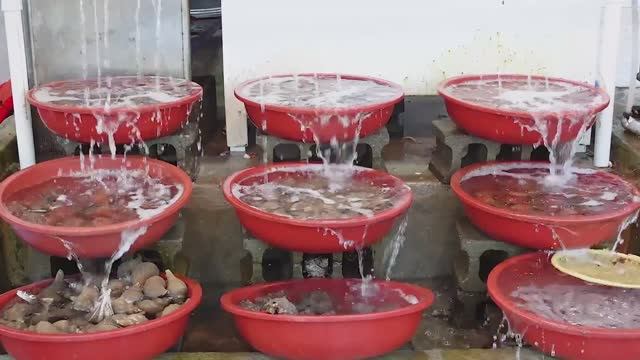 Ассорти из 7 видов свежих морепродуктов Хэнё в Ёнхва-ри, Киджан (морские ушки, крабы) смотреть онлайн