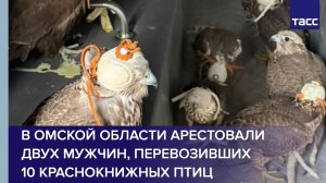 В Омской области арестовали двух мужчин, перевозивших 10 краснокнижных птиц