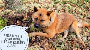 Пёс Кубик пошёл на болото мох собирать. Нашёл олений трюфель! Устал изо всех сил!