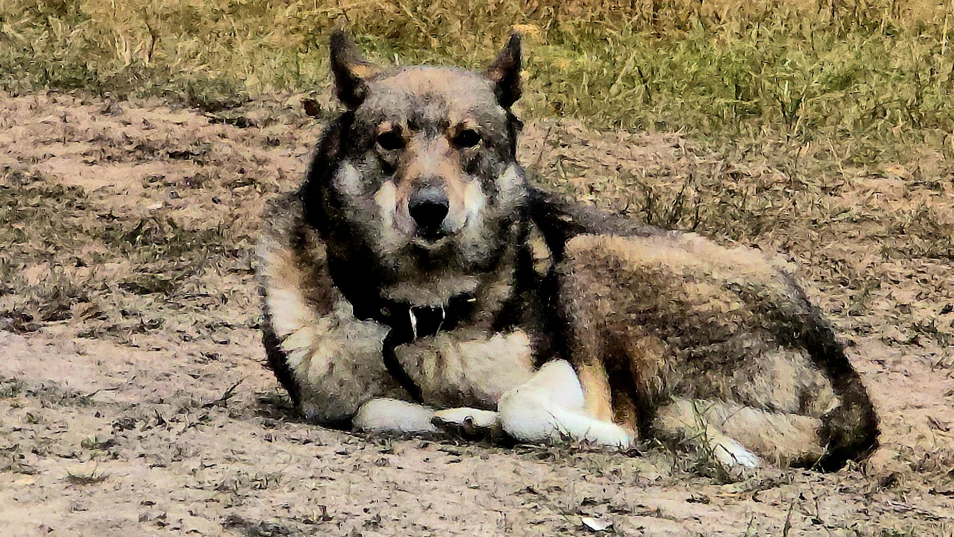 На рассвете в тайге