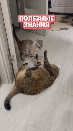 А вы это знали?🧐