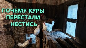 Почему куры перестали нестись Есть один важный момент который вы должны знать