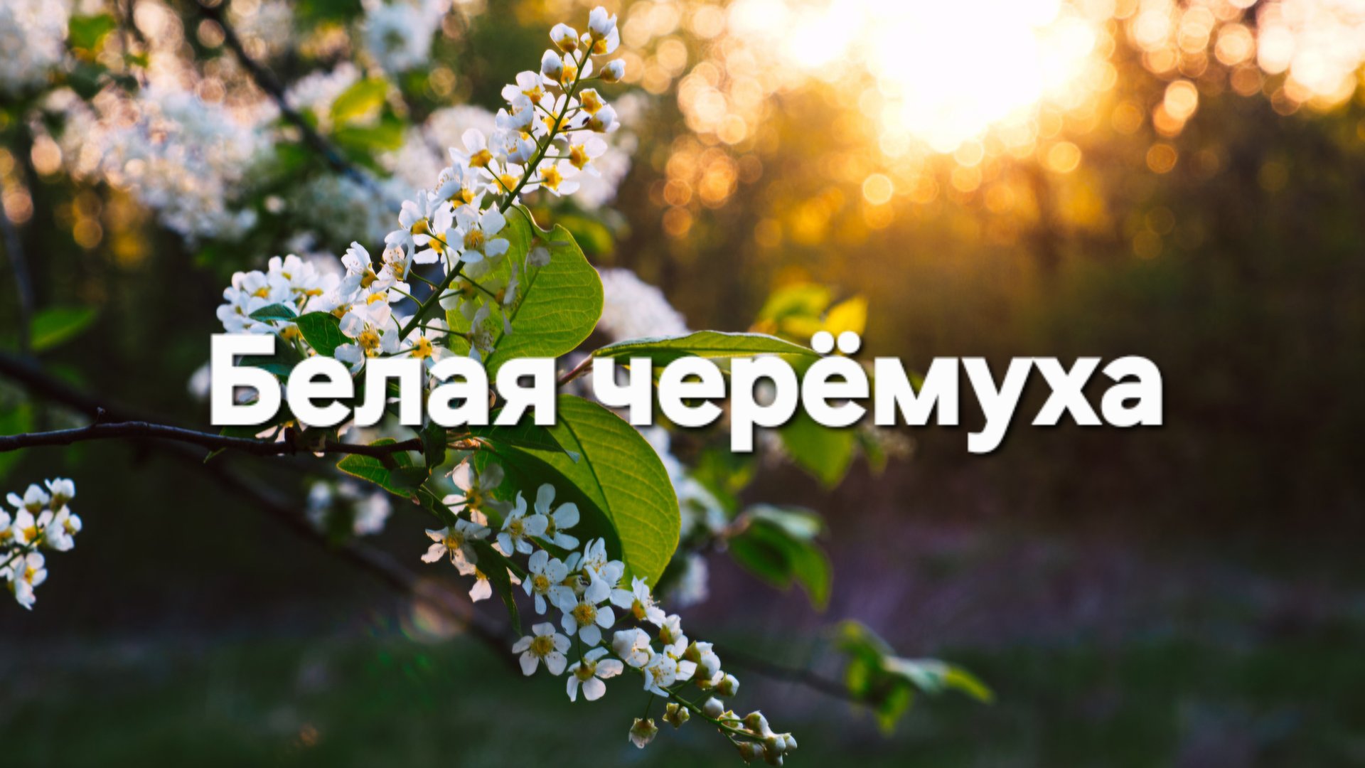 Белая черемуха