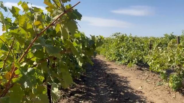 Едем покупать виноград на вино. Делаем Вино смотреть онлайн