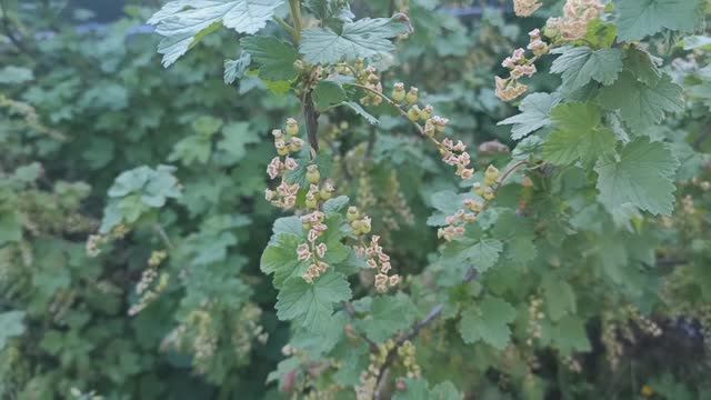 Начало дачного сезона. Что растет в начале мая в теплице.