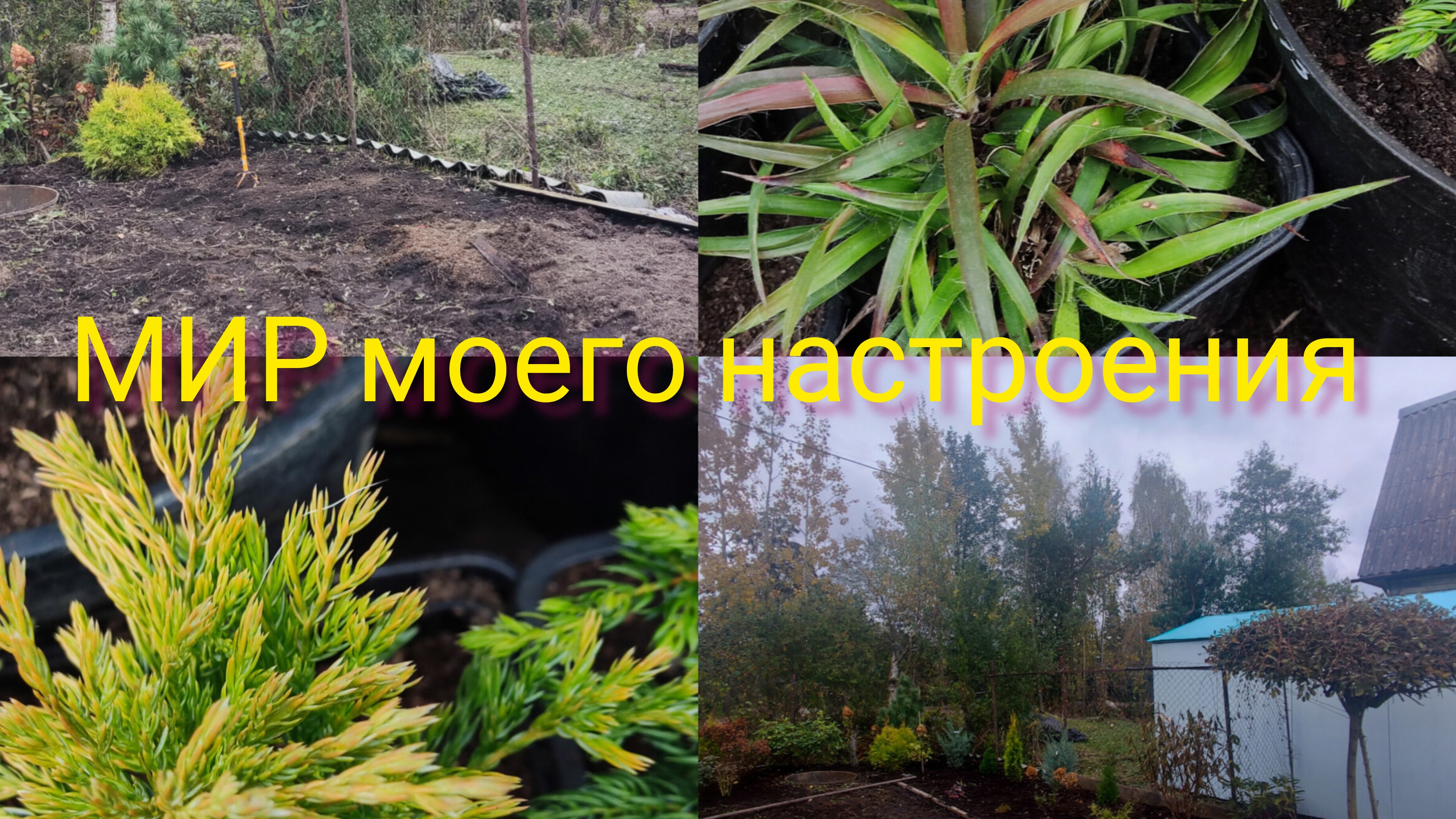 04.10.25 Дача.Новые можжевельники для нового проекта в саду. смотреть онлайн