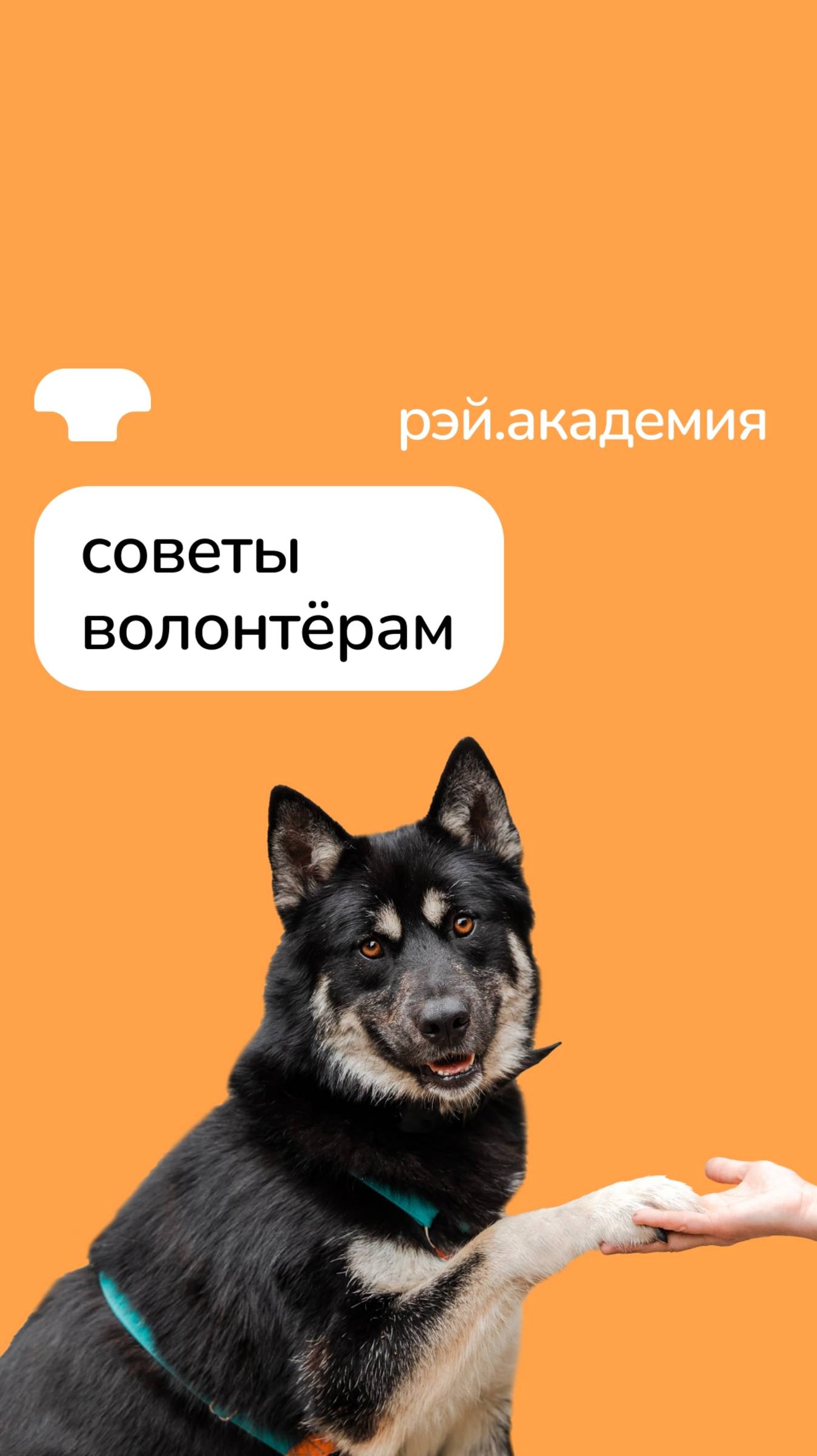 «Я переживаю, когда отдаю животное в семью» смотреть онлайн