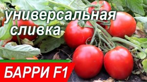 БАРРИ F1 - томат-универсал, крупная сливка от Rijder Seeds. Добрые Семена.ру