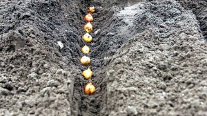 ЛУК под ЗИМУ: Когда САЖАТЬ ЛУК в ОКТЯБРЕ и НОЯБРЕ 2025 года по Лунному календарю