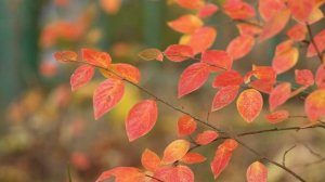 Одинокая Осень @ptaxa33