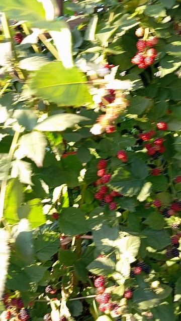 VID_20250831_172517Спеет Ежемалина Торнфри. Урожайность одного куста.