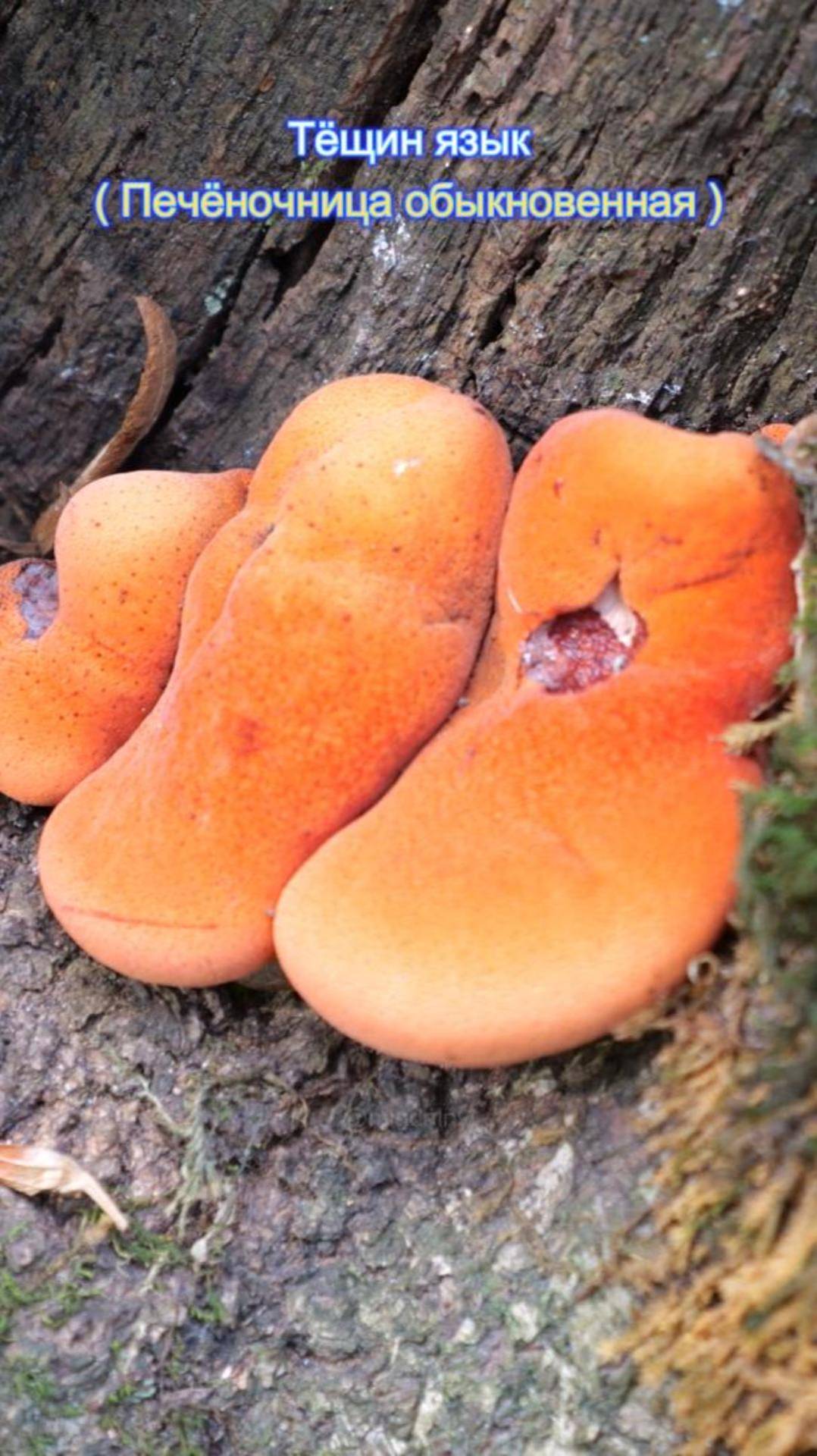 Гриб печёночница или тёщин язык ( воловий язык )