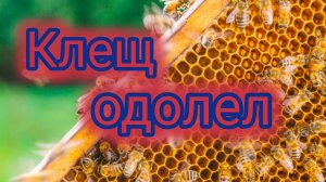 Клещ одолел