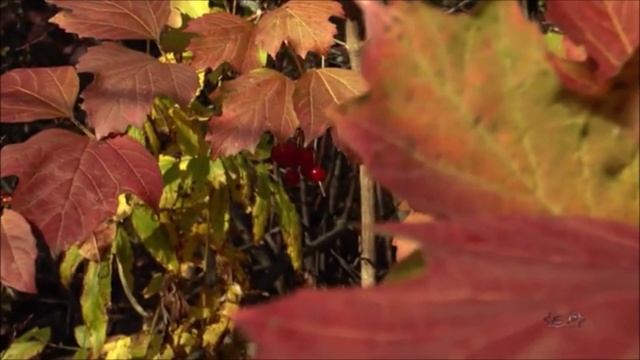 Осень. Бенефис.