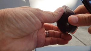 Слива Акулий зуб красный