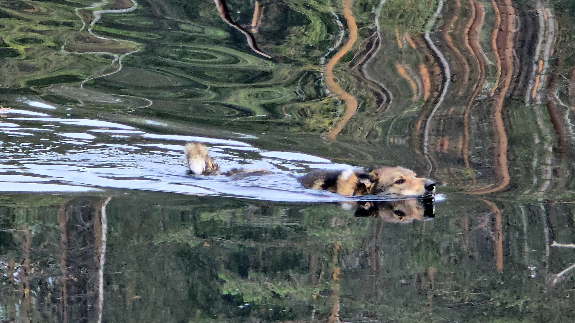 Лайки возвращаются