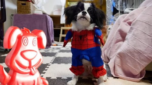 Рыжие котики купаются в ванне вместе с желейным псом Стасиком