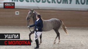 Аукцион лошадей прошёл на конезаводе в Одинцове // 360 Одинцово