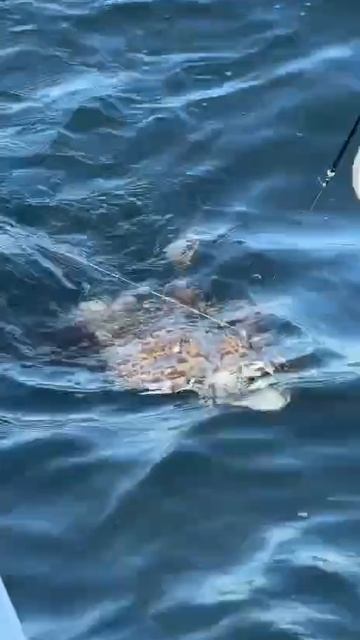 Едем на рыбалку. смотреть онлайн