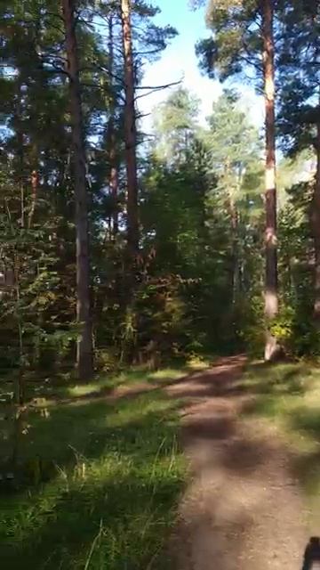 dubna 2025 Лес утро прохлада Дубна 7092025 [get-speed.com]