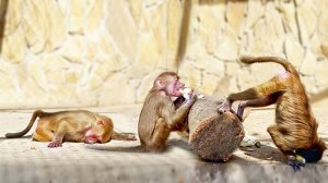 Было вкусно, а потом все ПЛАКАЛИ! Степа УБИЛ ВСЕХ микробов луком! Выдрали шерсть у Рокки, НЕЧАЯННО!