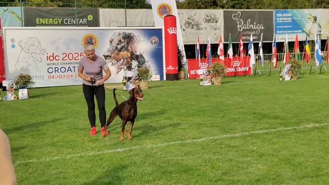 IDC 2025 Smart Wood Hills Ilarita рабочий класс финал