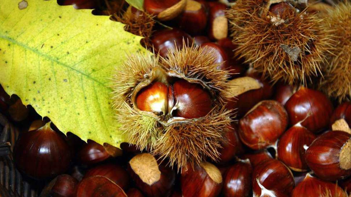 Удивительные каштаны смотреть онлайн