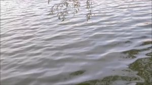 Рыбалка на Шиловском озере 03.10.2025 года, мкр. Шилово, г. Воронеж