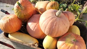 В конце сентября у нас...