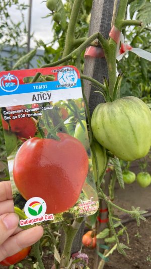 Обзор и мой отзыв о томате Алсу.