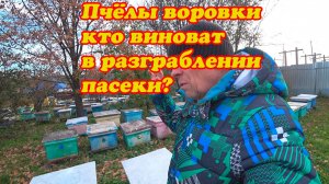 РАЗГРОБЛЕНИЕ СОСЕДНИХ ПАСЕК ПРИВОЗНЫМИ ПЧЁЛАМИ ЗАМОРСКИХ ПОРОД, МИФ ИЛИ РЕАЛЬНОСТЬ?