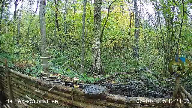 🍂ОКТЯБРЬ в ЛЕСУ онлайн #Relaxing #природа #звуки леса #птицы #погода🍁 смотреть онлайн