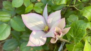 Июль в Саду 2 июля 2025 часть 4