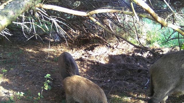 Кабаны фото ловушка смотреть онлайн