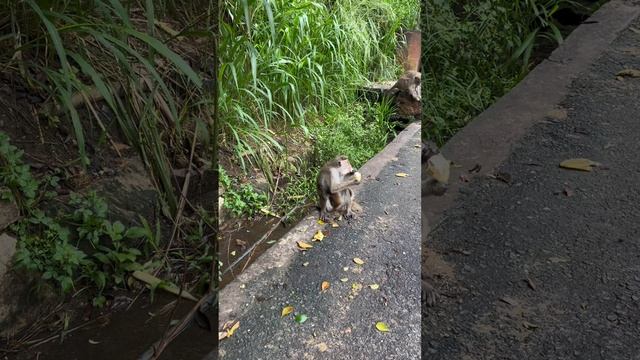 Обзор Шри-Ланка