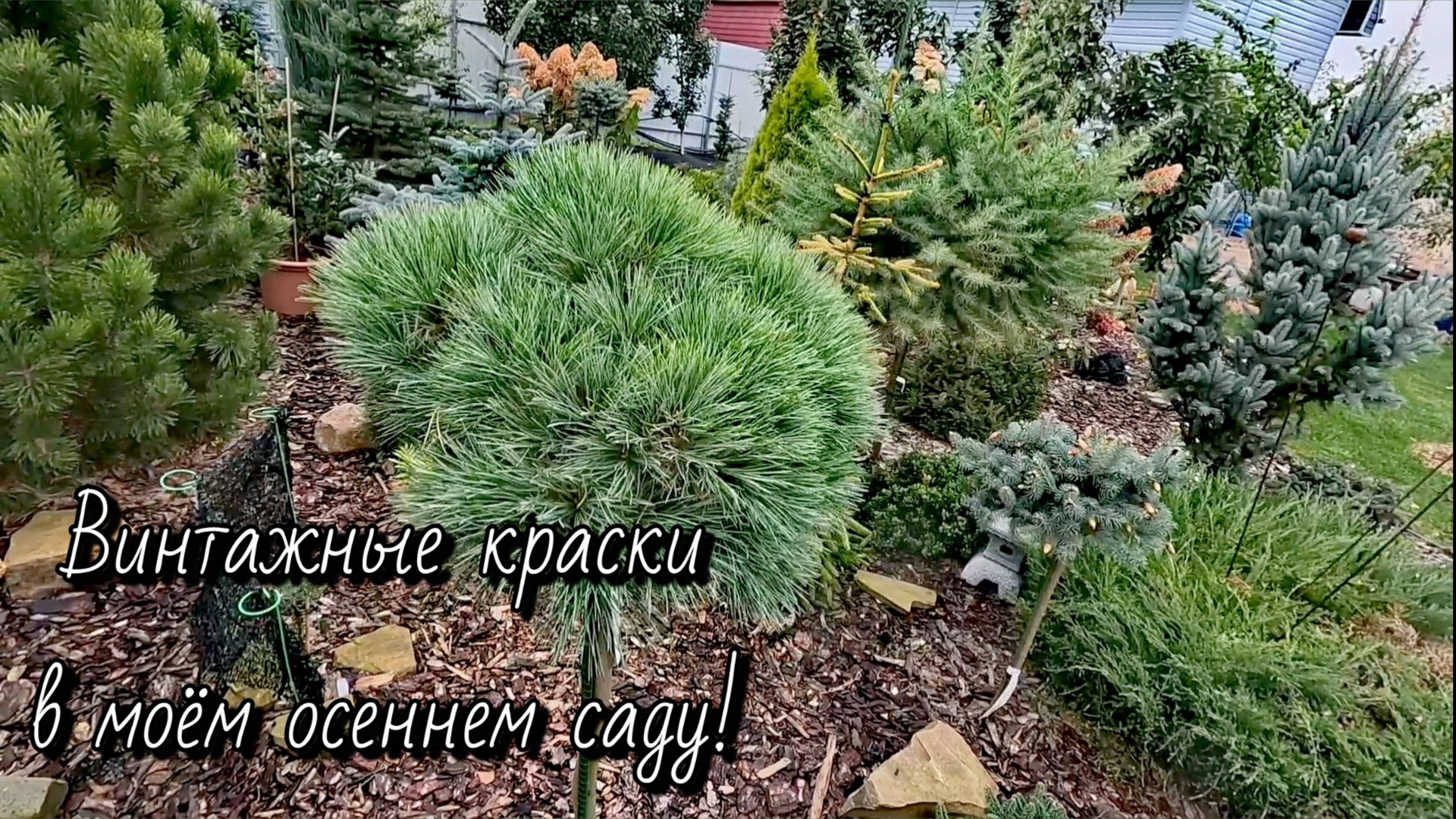 Винтажные краски в осеннем саду редких хвойных!🍁🍂Обзор! 05.10.2025г #сад #дача #осень #garden #гор смотреть онлайн