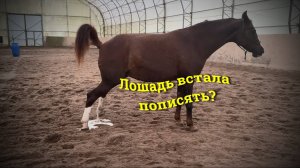 Что делать, если лошадь под вами встала пописать? 👆
