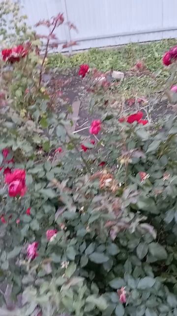 Роза в окрябре смотреть онлайн