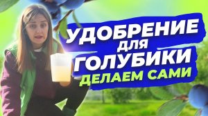 ПОДКОРМКА ДЛЯ ГОЛУБИКИ ИЗ ДЕШЕВЫХ УДОБРЕНИЙ